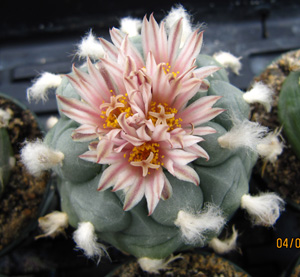 Lophophora Difffusa var. koehresii in flower